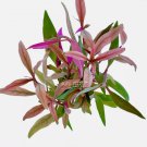 Alternanthera Reineckii FJ