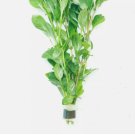 Ludwigia Palustris Green FJ