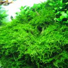 Christmas Moss FJ
