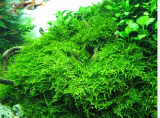Christmas Moss FJ