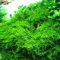 Christmas Moss FJ