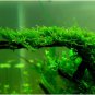 Christmas Moss FJ
