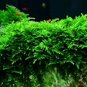 Christmas Moss FJ