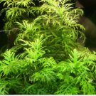 Hygrophila Difformis FJ