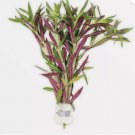 Limnophila Hippuridoides FJ