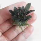 Bucephalandra Red Mini FJ