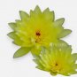 Nymphaea Joey Tomocik FJ
