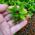 Staurogyne Repens FJ