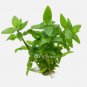 Staurogyne Repens FJ