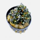 Bucephalandra Petite Galaxy FJ