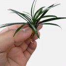 Dwarf Mondo Grass FJ