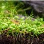 Glossostigma Elatinoides FJ