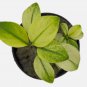 Anubias Broad White FJ