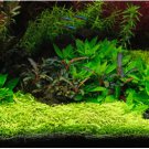Utricularia Graminifolia FJ