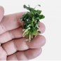 Bucephalandra Green Wavy FJ
