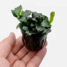Anubias Barteri Dark Angel FJ