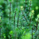 Bacopa Myriophylloides FJ