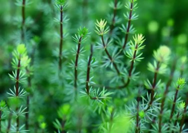 Bacopa Myriophylloides FJ
