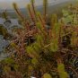 Bacopa Myriophylloides FJ