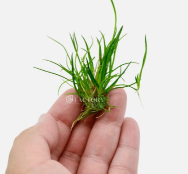 Littorella Uniflora FJ