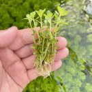 Rotala Indica (Ammannia Bonsai) FJ