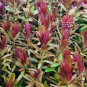 Rotala Hra FJ