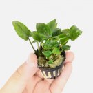 Lagenandra Meeboldii Green FJ