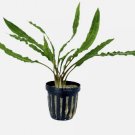 Cryptocoryne Balansae FJ