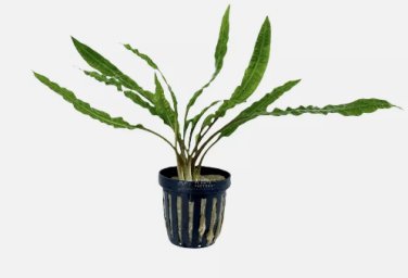 Cryptocoryne Balansae FJ