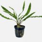 Cryptocoryne Balansae FJ