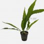 Java Fern Thor's Hammer FJ