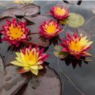 Hardy Water Lilies Packages [Grower's Choice] FJ