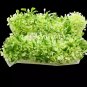 Lobelia cardinalis 'Mini Platinum' Tissue Culture FJ