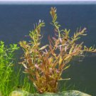 Rotala Manipurensis Tissue Culture FJ