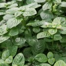 Limnophila Rugosa FJ
