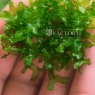 Monosolenium Tenerum FJ