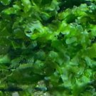Subwassertang Moss (Round Pellia) FJ