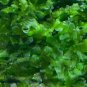 Subwassertang Moss (Round Pellia) FJ