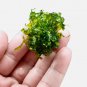 Subwassertang Moss (Round Pellia) FJ
