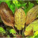 Echinodorus Ozelot Red FJ