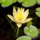 A Water Lily Species Grower's Choice FJ