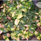 Alternanthera Ficoidea Rainbow FJ