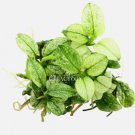 Anubias Petite White FJ