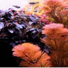 Cabomba Furcata Red FJ