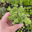 Rotala Rotundifolia Green FJ