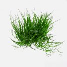Dwarf Hairgrass FJ