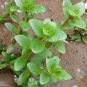 Bacopa Salzmannii FJ