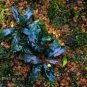 Bucephalandra Brownie Ghost Mini FJ