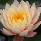 Nymphaea Mangkala Ubol Water Lily Pond FJ