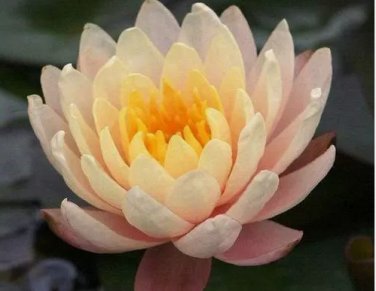 Nymphaea Mangkala Ubol Water Lily Pond FJ